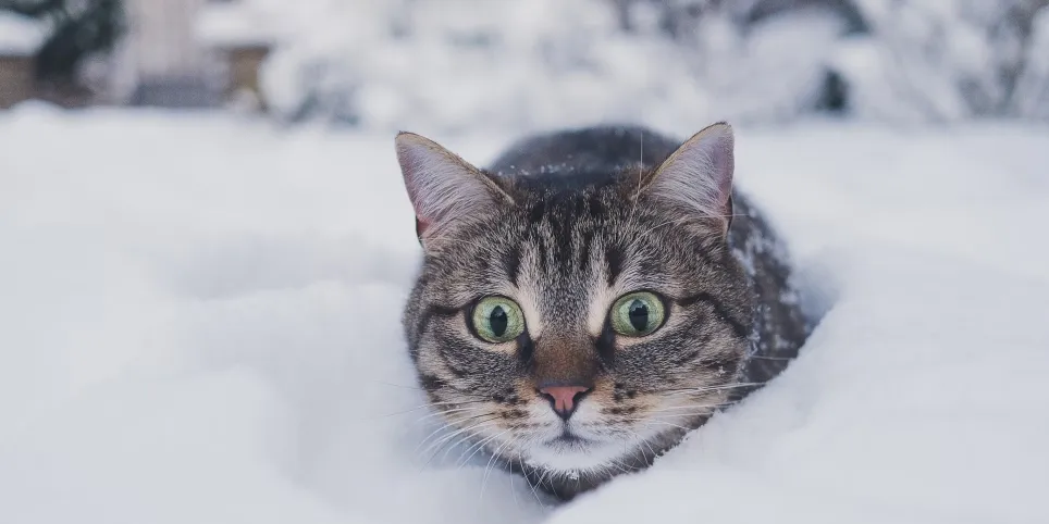 Kuidas hoida oma kassi aktiivsena, kui ilmad jahenevad?