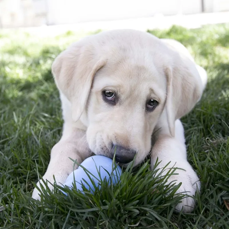 KONG Puppy täidetav mänguasi kutsikale, S