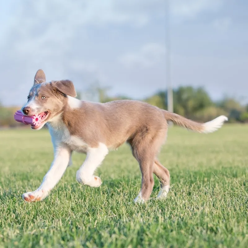 KONG Puppy Teething Stick mänguasi kutsikatele, S