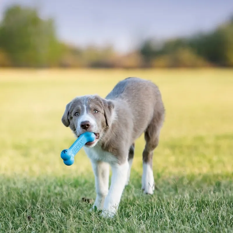 KONG Puppy Goodie Bone mänguasi kutsikatele, S